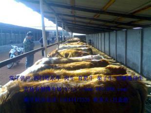 河南優(yōu)質肉牛養(yǎng)殖 機遇與市場前景探析