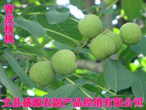 綿核桃 品種、價格與圖片全解析